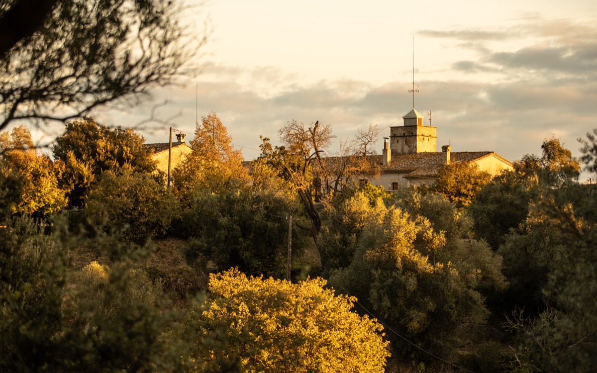 Ancient olive groves at Can Campolier