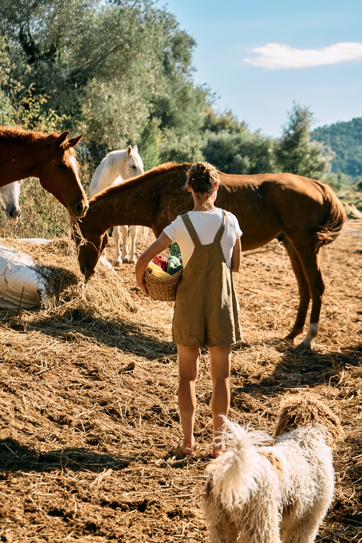 Olive grove pathways